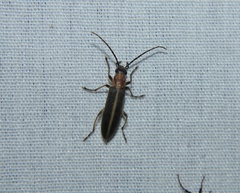 Oxycopis