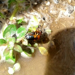 Stenolophus teutonus