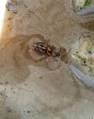 Stenolophus teutonus