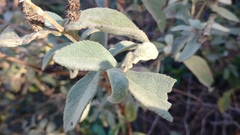 Buddleja cordata