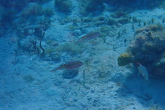 Sepioteuthis sepioidea