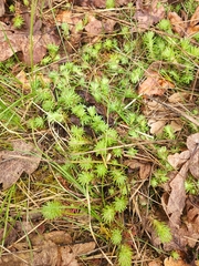 Petrosedum forsterianum