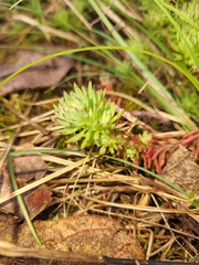 Petrosedum forsterianum