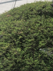 Phyllanthus myrtifolius