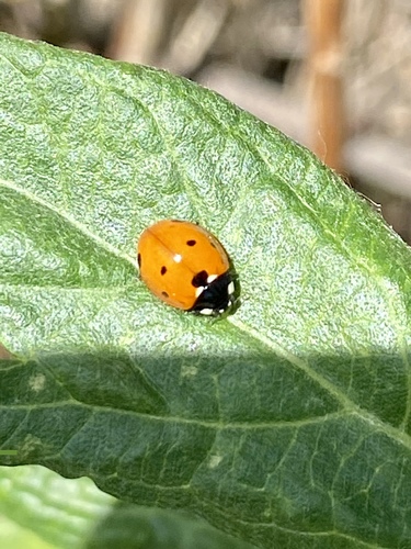 iNaturalist observation photo of Seven-spotted Lady Beetle