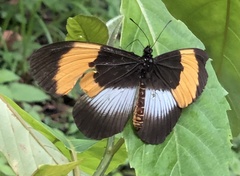 Acraea poggei
