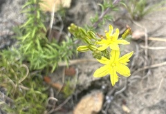 Bulbine cepacea