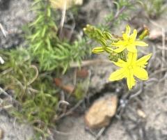 Bulbine cepacea
