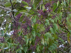 Miconia minutiflora