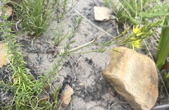 Bulbine cepacea