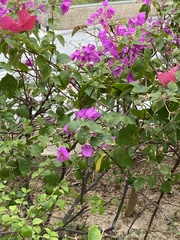 Bougainvillea