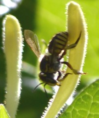 Anthidium manicatum
