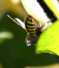 Anthidium manicatum