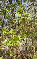 Acer negundo