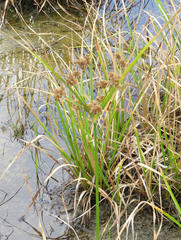 Cyperus entrerianus