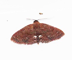 Nechesia albotentata