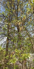 Acer negundo