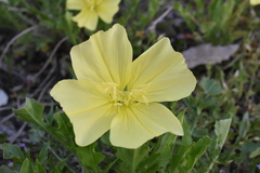Oenothera triloba