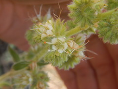 Phacelia heterophylla