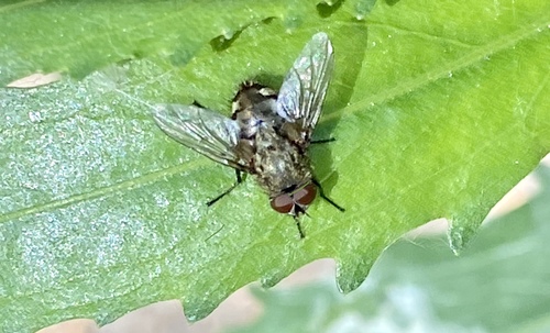 iNaturalist observation photo of Flies