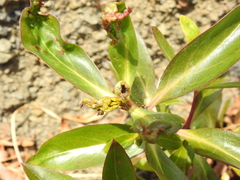 Klambothrips myopori