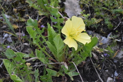 Oenothera triloba
