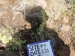 Phacelia heterophylla