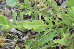 Oenothera triloba