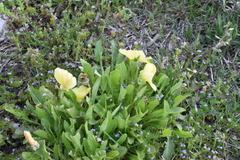 Oenothera triloba