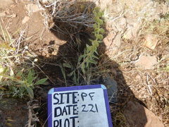Phacelia heterophylla