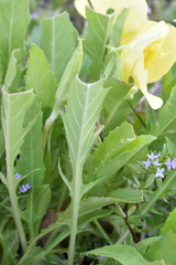 Oenothera triloba