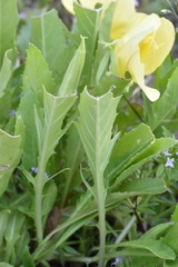 Oenothera triloba