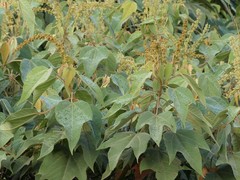 Croton gossypiifolius