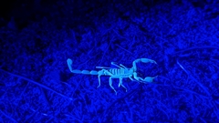 Dune Scorpion