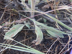Phacelia heterophylla