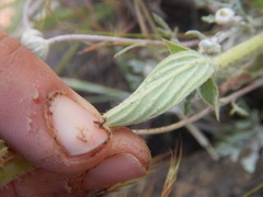 Phacelia heterophylla