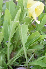 Oenothera triloba