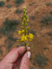 Bulbine cepacea