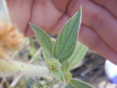 Phacelia heterophylla