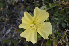 Oenothera triloba