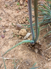 Bulbine cepacea