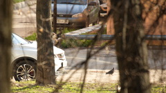 Columba livia domestica