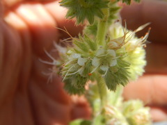 Phacelia heterophylla