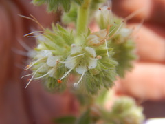 Phacelia heterophylla
