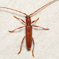 Aneflomorpha seminuda