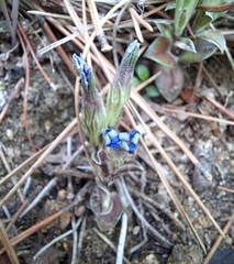 Gentiana squarrosa