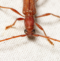 Aneflomorpha seminuda
