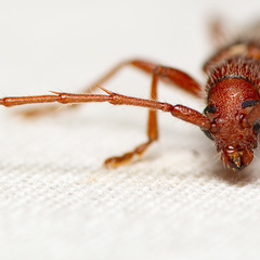 Aneflomorpha seminuda