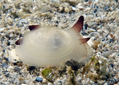 Scintilla philippinensis