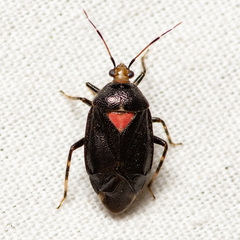 Deraeocoris sayi